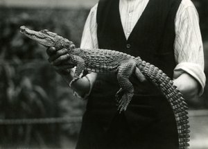 Un joven caimán americano sostenido por su cuidador, zoológico de Londres, 1924