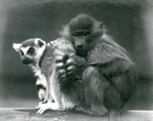 Un joven babuino se acurruca con un lémur de cola anillada en una viga, Zoológico de Londres, 1925
