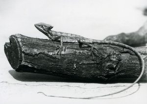 Un joven lagarto basilisco descansando en un tronco en el Zoológico de Londres en agosto de 1928