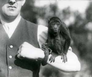 Un joven mono aullador negro sentado en el brazo de un hombre con su cola prensil envuelta alrededor de su muñeca, zoológico de Londres, 1923
