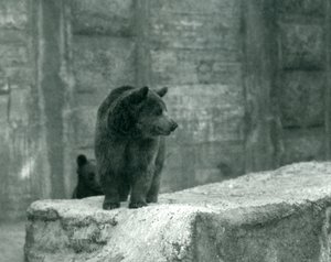 Un joven oso pardo en el zoológico de Londres, junio de 1914 de Frederick William Bond