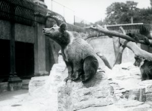 Un joven oso pardo sentado en una roca en primer plano con otro caminando detrás y un tercero durmiendo en una rama, Zoológico de Londres, agosto de 1913 de Frederick William Bond
