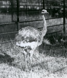 Un joven Ñandú de Darwin/Ñandú Menor de pie sobre el césped, junto a la cerca de su recinto, Zoológico de Londres