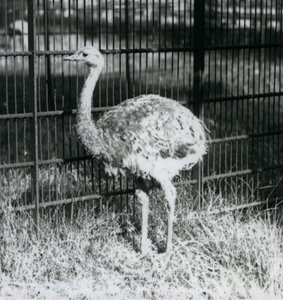 Un joven ñandú de Darwin/ñandú menor de pie sobre el césped, junto a la cerca de su recinto, Zoológico de Londres