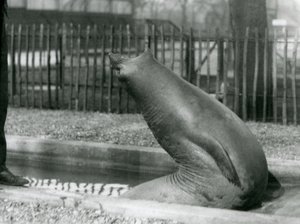 Un joven Elefante Marino estirándose hacia atrás, Zoológico de Londres de Frederick William Bond