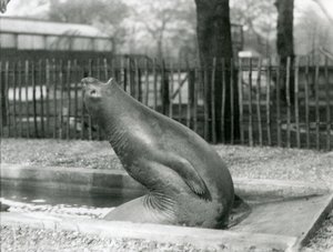 Un joven Elefante Marino estirándose hacia atrás, Zoológico de Londres de Frederick William Bond