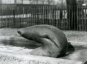 Una joven Foca Elefante estirándose hacia atrás, Zoológico de Londres