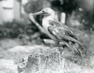 Un joven Alcatraz posado en un tocón de árbol en el Zoológico de Londres en 1929 (foto en blanco y negro)