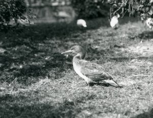 Un joven alcatraz de pie sobre el césped en el Zoológico de Londres en septiembre de 1927