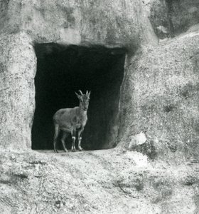 Un joven íbice griego de pie en la entrada de una cueva en las rocas artificiales de las terrazas Mappin, Zoológico de Londres, agosto de 1927 de Frederick William Bond