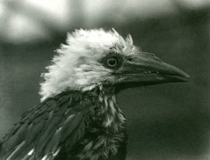 Un Joven Calao en el Zoológico de Londres, 1924