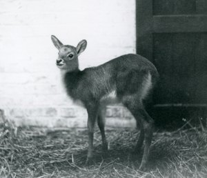 Un joven Lechwe de pie sobre heno, Zoológico de Londres, enero 1926 de Frederick William Bond