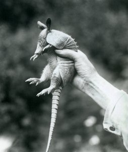 Un joven armadillo de nueve bandas sostenido en la mano de un cuidador, Zoológico de Londres, agosto de 1926 de Frederick William Bond