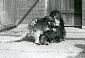 Un joven orangután abraza a un canguro arborícola en el zoológico de Londres en 1927