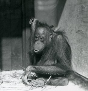 Un joven orangután sentado en su recinto en el Zoológico de Londres, octubre de 1925 de Frederick William Bond
