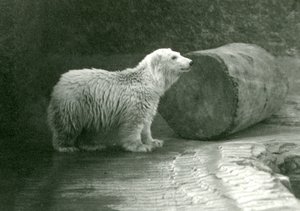 Un joven oso polar en el Zoológico de Londres en noviembre de 1924 de Frederick William Bond