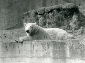 Un Oso Polar joven descansa en un saliente rocoso en su recinto en el Zoológico de Londres en 1927