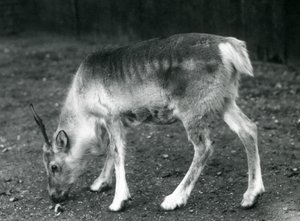 Un joven reno en el Zoológico de Londres, 1925 de Frederick William Bond