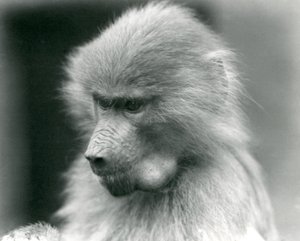 Un joven babuino sagrado con su bolsa de mejillas llena, Zoológico de Londres, 1925 de Frederick William Bond