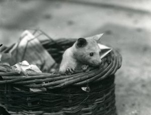 Un joven Zarigüeya albina asomándose de una cesta en el Zoológico de Londres, octubre de 1920 de Frederick William Bond