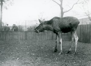 Un joven alce con heridas de astas recién caídas, en su corral en el Zoológico de Londres (foto en blanco y negro) de Frederick William Bond