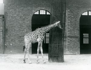 Una joven jirafa hembra parada frente a un árbol, en el paddock fuera de la Casa de las Jirafas, Zoológico de Londres de Frederick William Bond