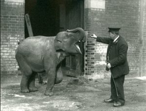 Una joven elefanta india con el cuidador H. Robertson, Zoológico de Londres, 22 de febrero de 1922 de Frederick William Bond