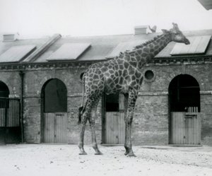 Una jirafa macho joven de pie en su corral frente a la Casa de las Jirafas, Zoológico de Londres