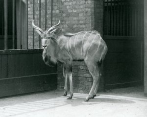 Un joven macho de Kudu Mayor en su recinto en el Zoológico de Londres en 1929 de Frederick William Bond