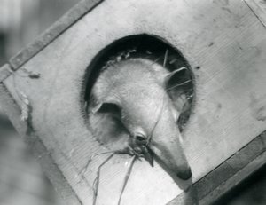 Un joven tamandúa asomándose de su caja de anidación, Zoológico de Londres, abril de 1925 de Frederick William Bond