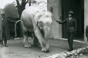 Elefante Birmano Albino Blanco Pawah con asistentes incluyendo al Dr. Saw Po Min, Zoológico de Londres, mayo de 1926 de Frederick William Bond