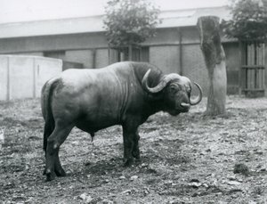 Un búfalo africano o búfalo del Cabo en su corral en el Zoológico de Londres, 1927 de Frederick William Bond
