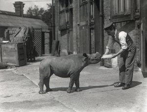 Un rinoceronte africano, Kathlene, y el cuidador Harry Warryck en el Zoológico de Londres, septiembre de 1928 de Frederick William Bond