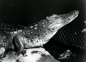 Un caimán americano en el Zoológico de Londres en septiembre de 1924 de Frederick William Bond