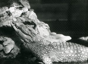 Un caimán americano descansando en una piscina, mirando hacia las rocas al lado de la piscina, Zoológico de Londres de Frederick William Bond