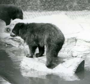 Un oso andino equilibrándose en un tronco en una piscina de agua, Zoológico de Londres, junio de 1925 de Frederick William Bond