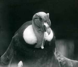 Un cóndor andino en el Zoológico de Londres en 1926 de Frederick William Bond