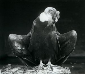 Un cóndor andino descansando en un tronco, Zoológico de Londres, 1925 de Frederick William Bond