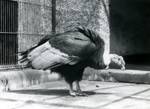 Un buitre andino de pie en el suelo de su recinto en el Zoológico de Londres en julio de 1925