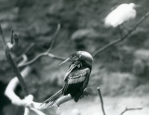 Un anhinga sentado en una rama en el Zoológico de Londres en septiembre de 1927