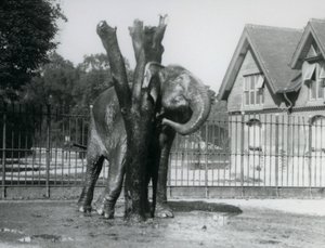 Un Elefante Asiático rascándose detrás de la oreja en el poste de rascado, en su recinto, Zoológico de Londres