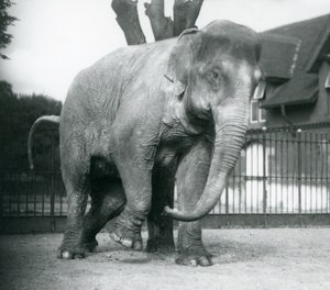 Un elefante asiático rascándose contra un árbol muerto, Zoológico de Londres de Frederick William Bond
