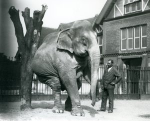 Un Elefante Asiático rascándose contra un árbol muerto, mientras se equilibra sobre tres patas, con su entrenador, Syed Ali, observando, Zoológico de Londres de Frederick William Bond