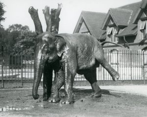 Un elefante asiático rascándose contra un árbol muerto, mientras se equilibra en tres patas, Zoológico de Londres