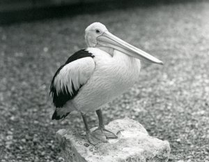 Un Pelícano Australiano posado en una piedra en el Zoológico de Londres en 1929 (foto en blanco y negro) de Frederick William Bond