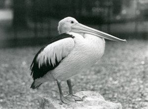 Un Pelícano Australiano posado en una piedra en el Zoológico de Londres en 1929 (foto en blanco y negro) de Frederick William Bond