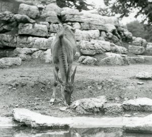 Un eland pastando en el corral de antílopes en el Zoológico de Londres en 1929 de Frederick William Bond