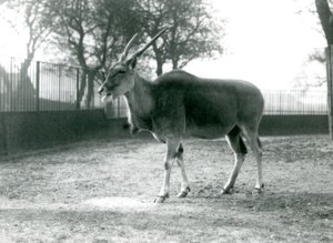 Un eland en su corral en el Zoológico de Londres en junio de 1925 de Frederick William Bond