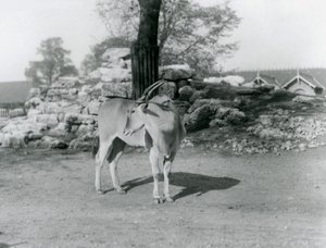 Un eland en su corral en el Zoológico de Londres en 1929 de Frederick William Bond