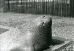 Un elefante marino descansando en su piscina en el Zoológico de Londres en 1930 de Frederick William Bond